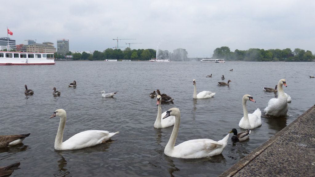 Swans-at-Jungfernstieg-in-H