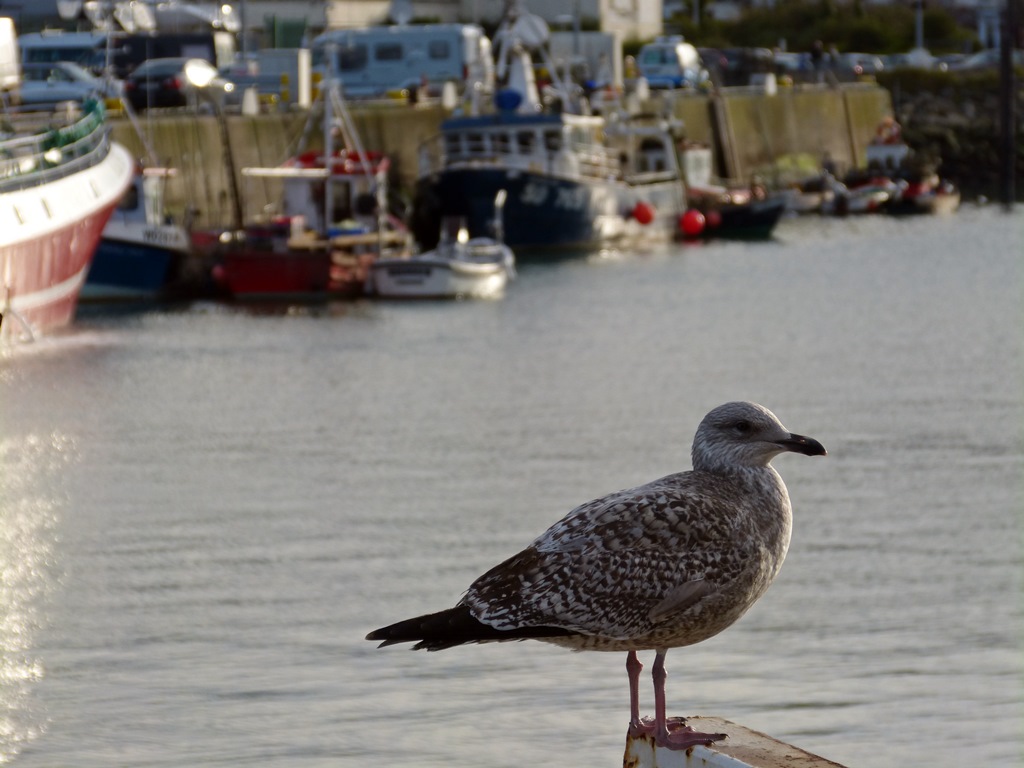 Day trip to Howth in Ireland