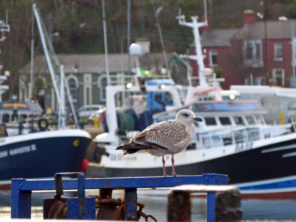 Day trip from Dublin to Howth in Ireland