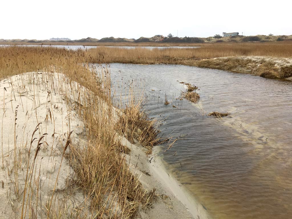 Düne in St. Peter-Ording