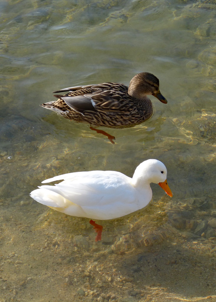 braune und weiße ente