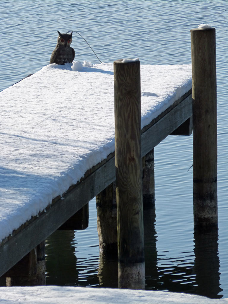 eule auf steg mit schnee