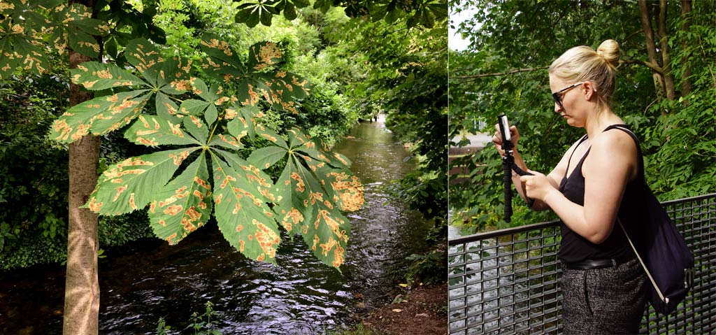 Blatt riesengroß Park Erfurt