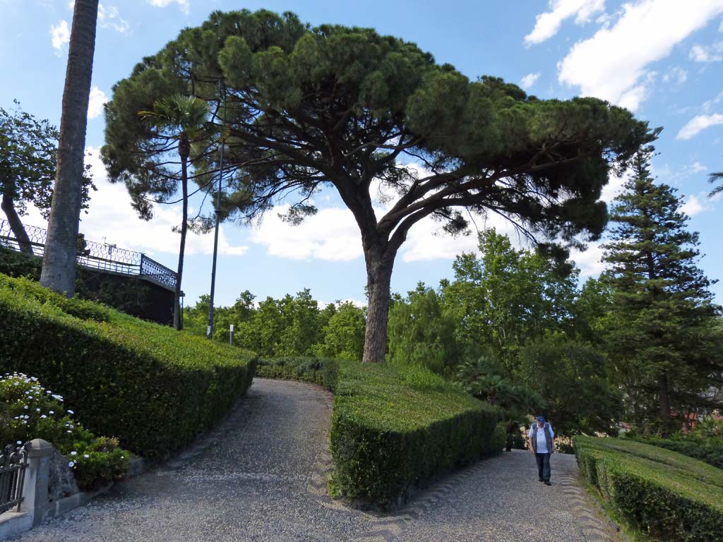 Baum Giardino Bellini