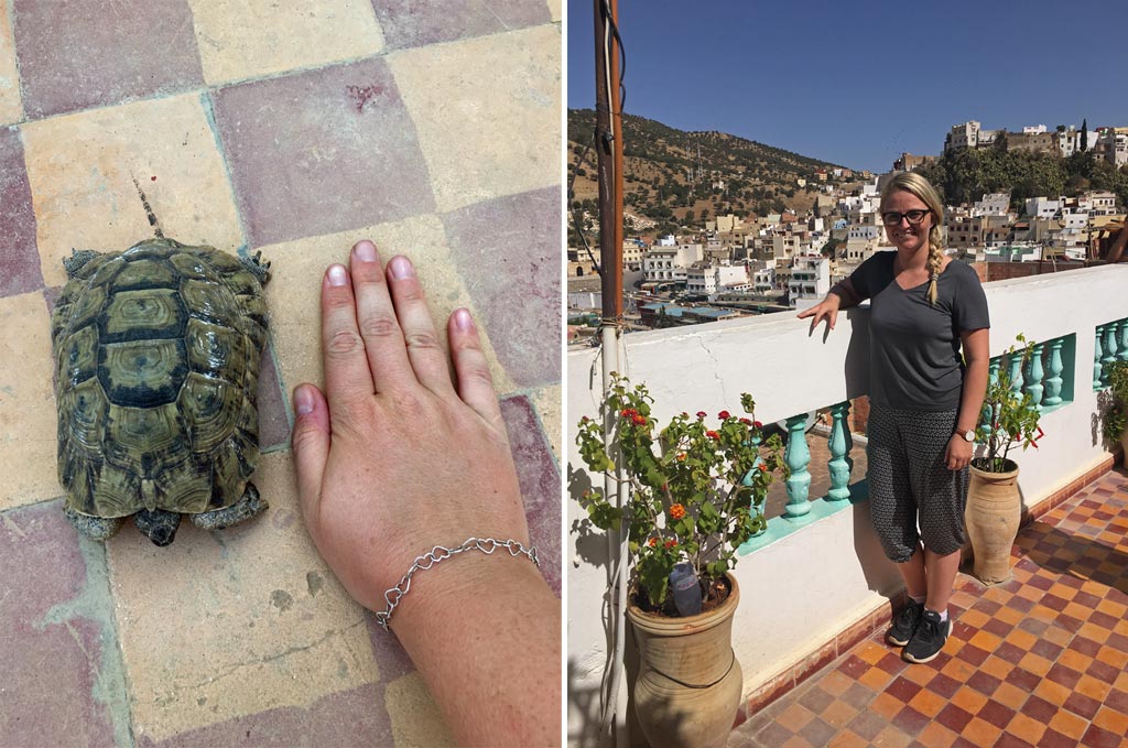 Moulay Idriss Aussicht Schildkröte