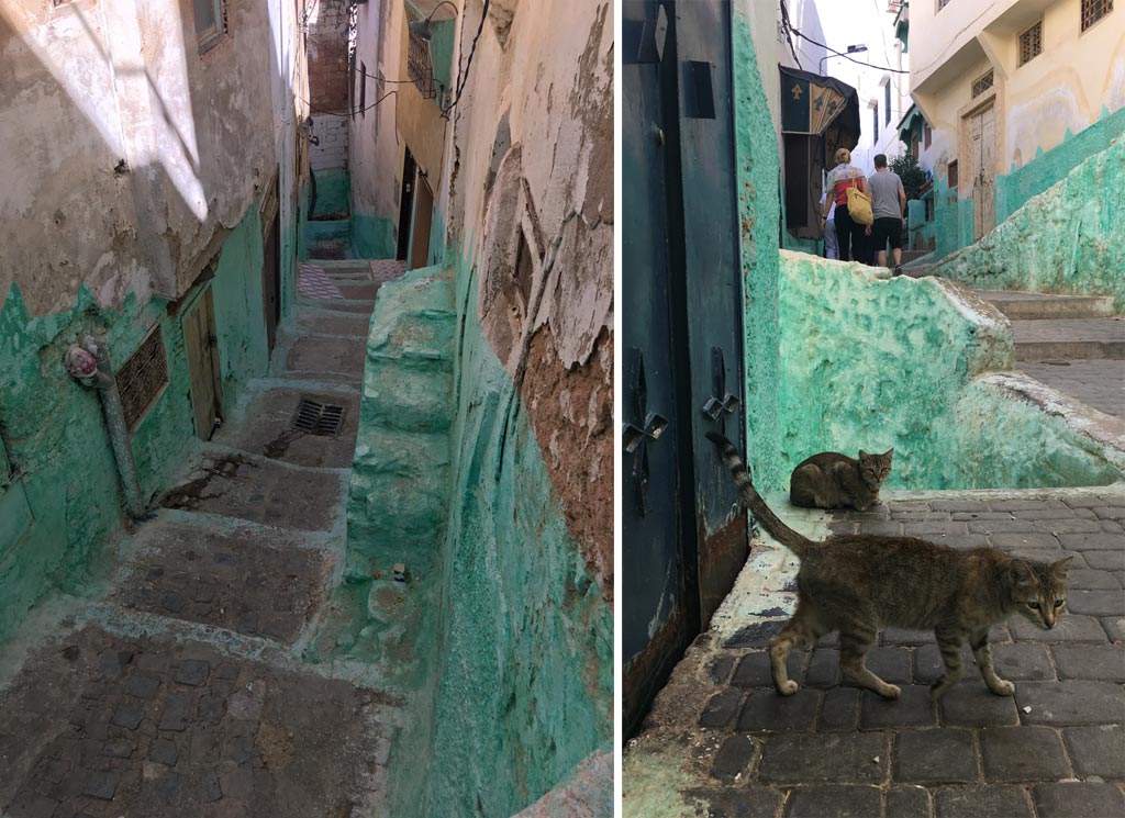 Moulay Idriss bunt Katze