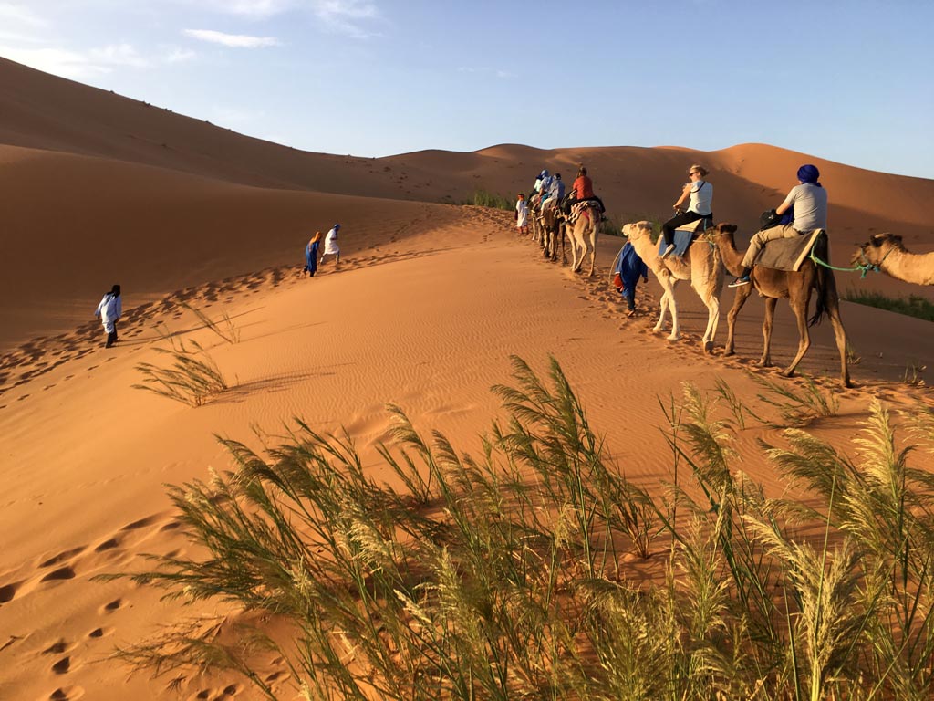 Sahara Wüste Kamele