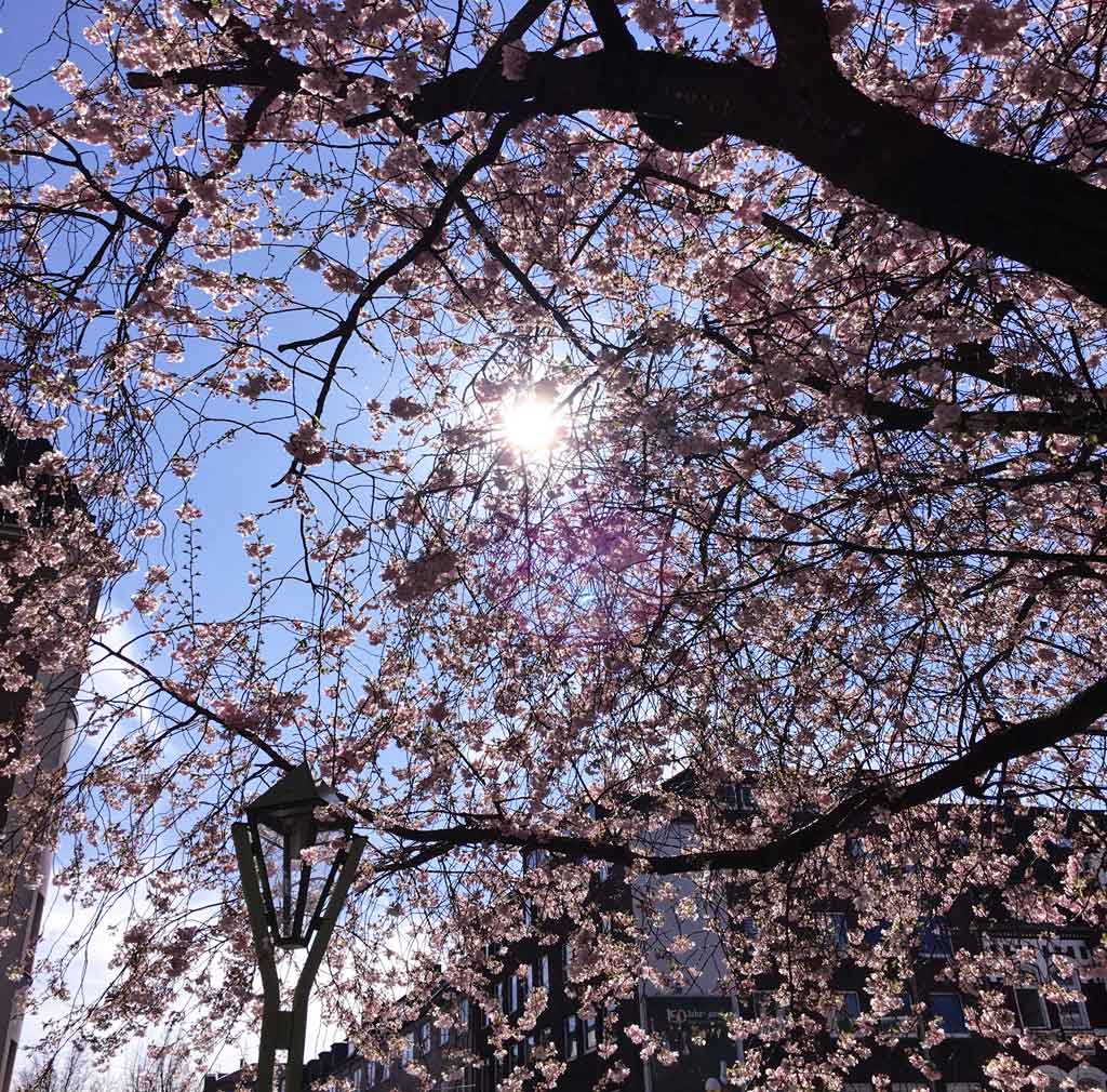 Kirschblüten Baum Essen