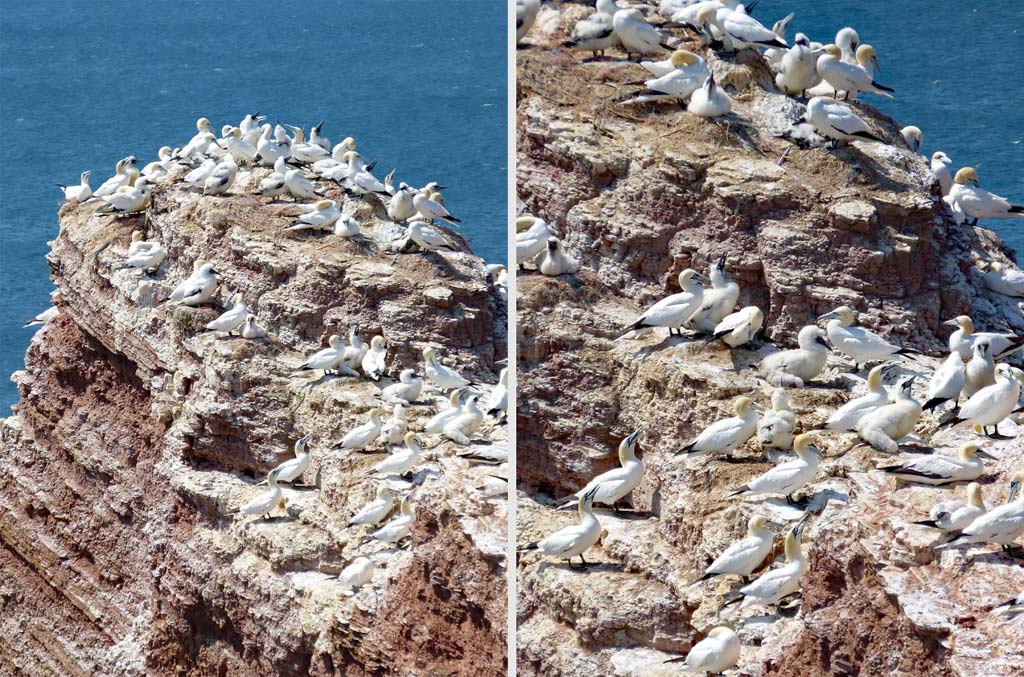 helgoland-felsen-voegel