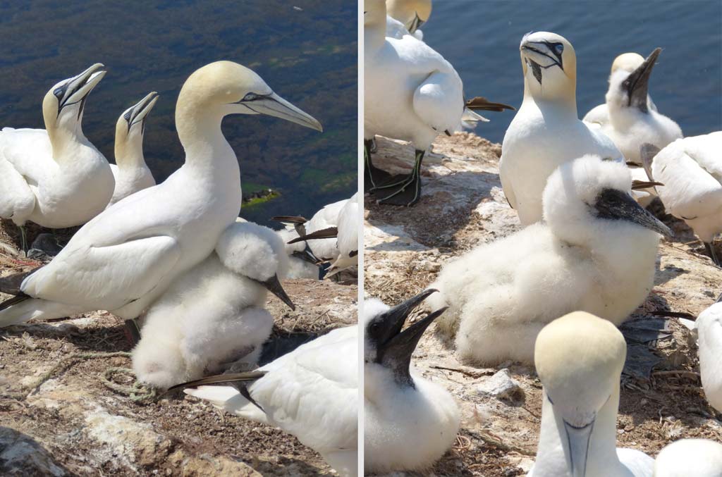 helgoland-lummenfelsen-vogelpaar