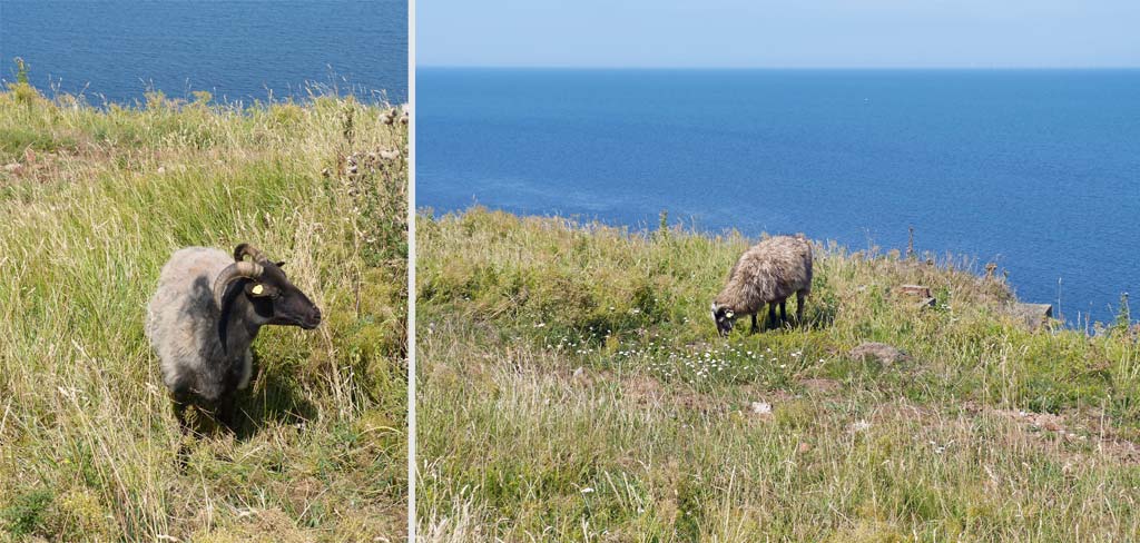 helgoland-schafbock-wiese