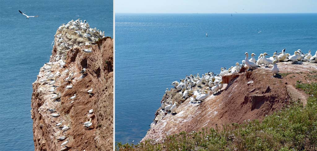 helgoland-voegel