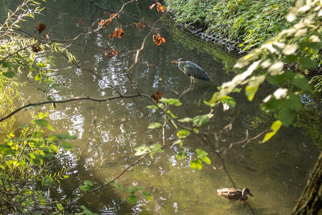 leipzig-park-reiher