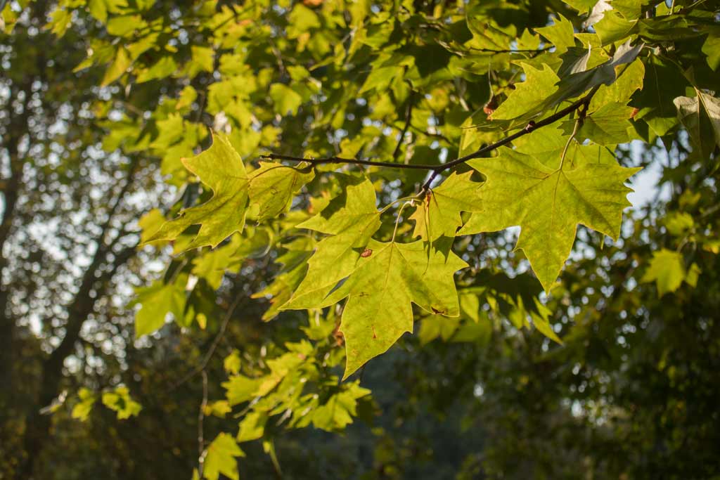 leipzig-park-sonnenaufgang-blaetter