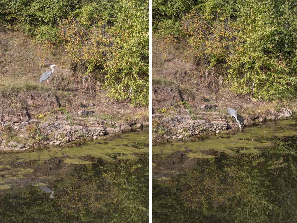 storch-am-lindenauer-hafen-leipzig